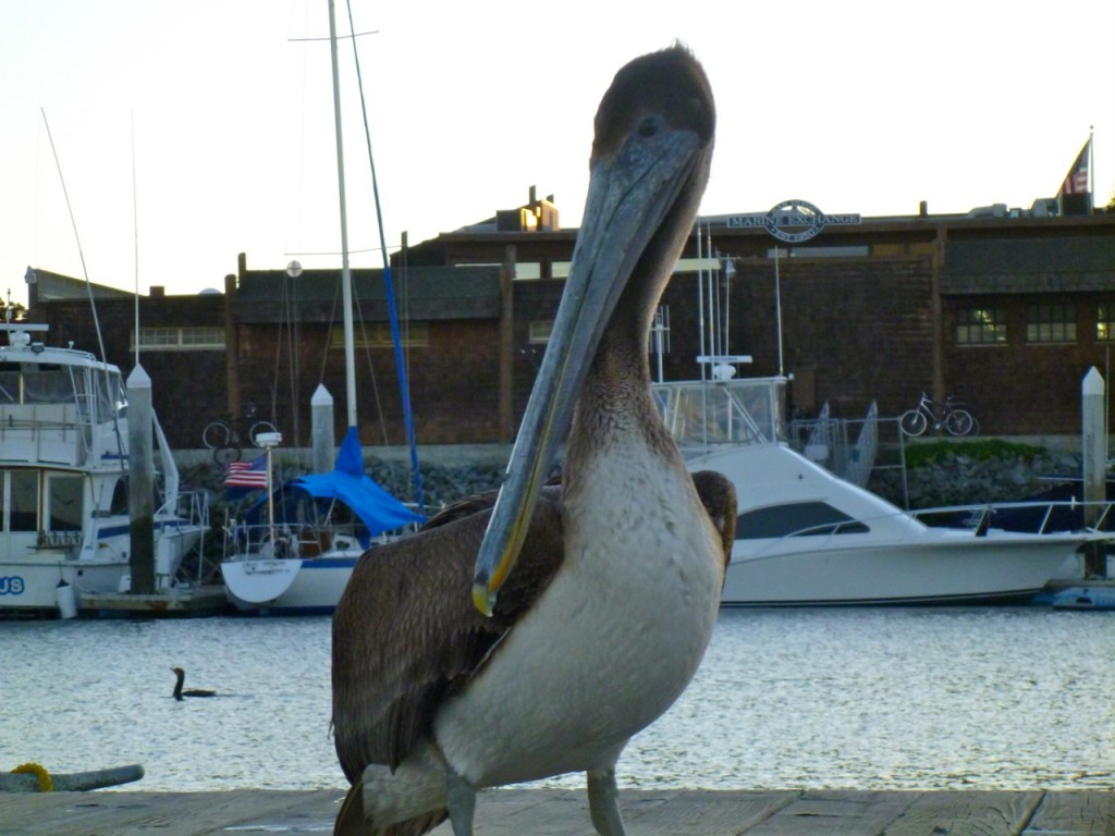 a pelican checking us out