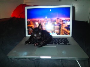 obligatory cat-on-the-keyboard shot